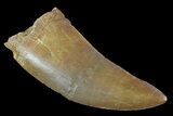 Carcharodontosaurus Tooth - Nice Serrations #73387-1